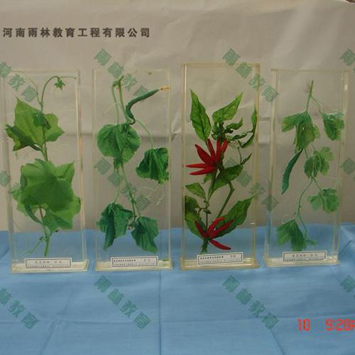 湖南植物根的类型