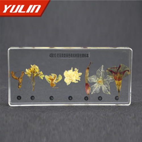 湖南花冠类型包埋标本