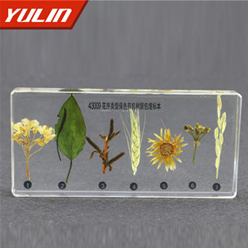 湖南花序类型包埋标本