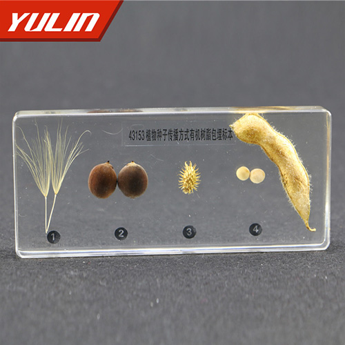 湖南植物种子传播方式包埋标本