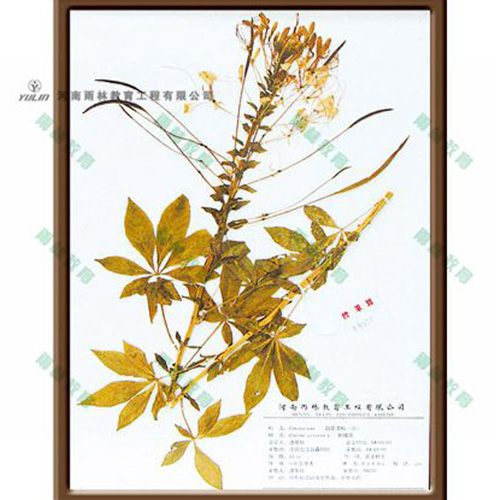 湖南醉蝶花标本