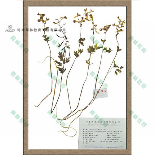 湖南紫堇科腊叶标本