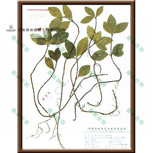 湖南紫金叶牛标本