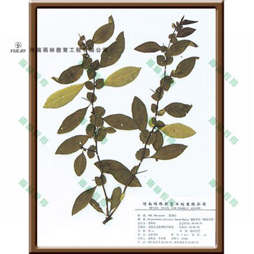 湖南皱皮木瓜腊叶标本