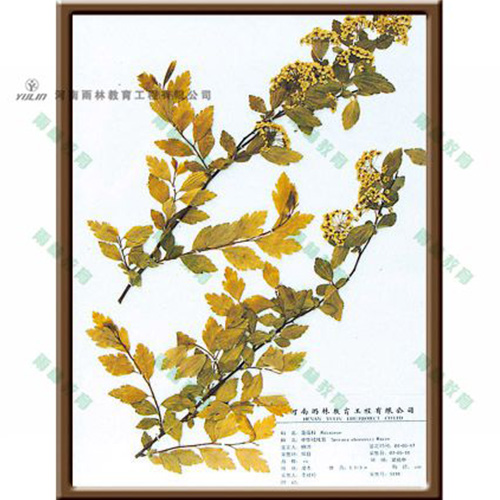 湖南中华绒线菊标本