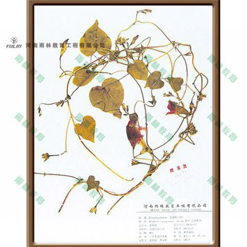 湖南圆叶牵牛标本