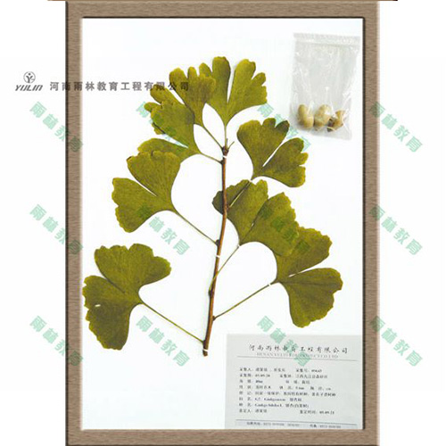 湖南银杏科腊叶标本