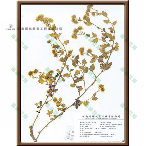 湖南野菊标本