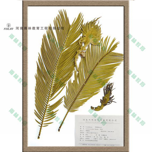 湖南苏铁科植物标本