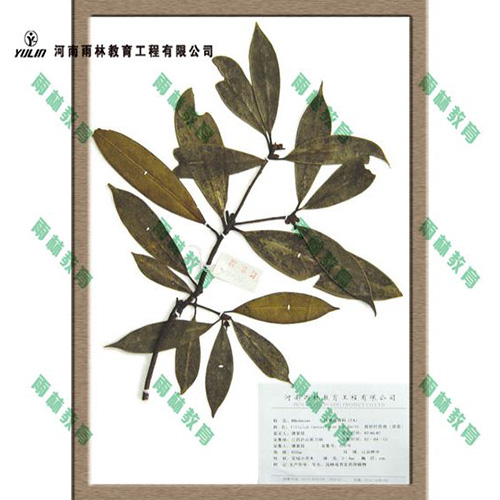 湖南八角茴香科