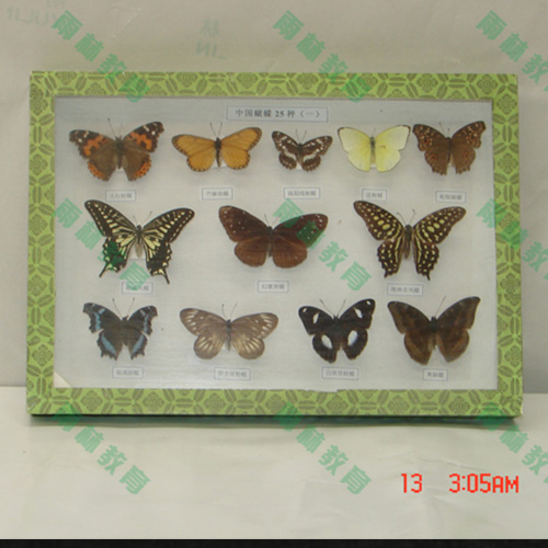 湖南蝴蝶标本