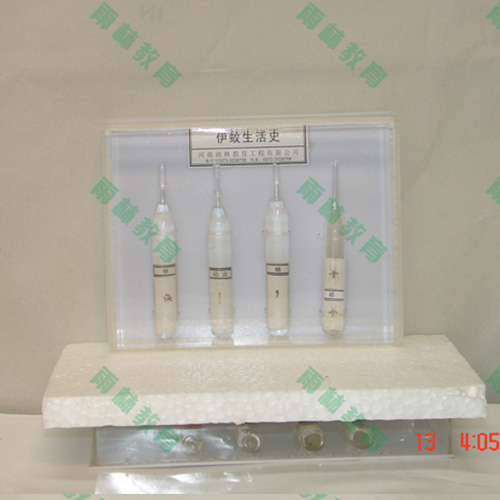 湖南害虫标本25种