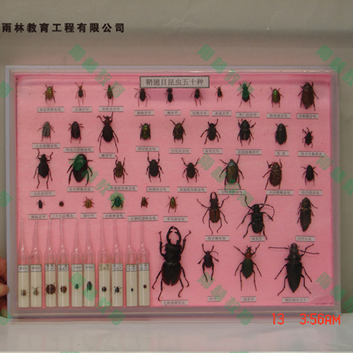 湖南鞘翅目科昆虫