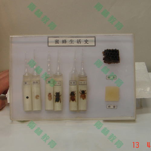 湖南昆虫生活史标本