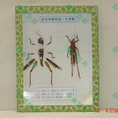 湖南同翅目科昆虫