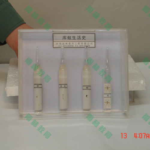 湖南膜翅目科昆虫