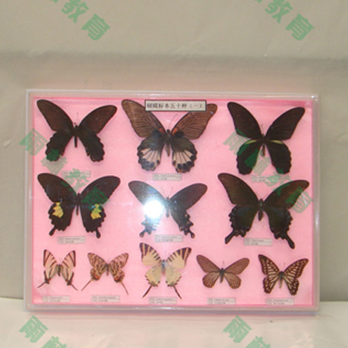 湖南中国蝴蝶100种