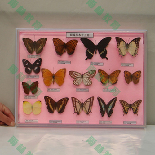 湖南昆虫足类标本