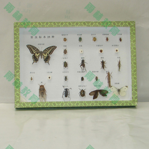 湖南农业昆虫标本