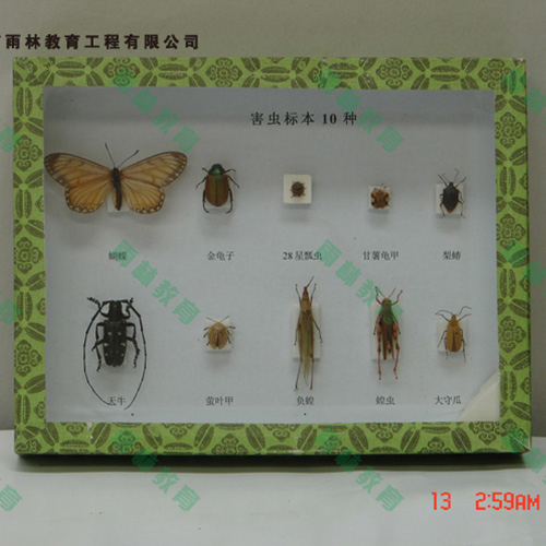 湖南园林害虫昆虫标本