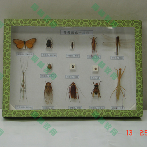 湖南昆虫分类标本