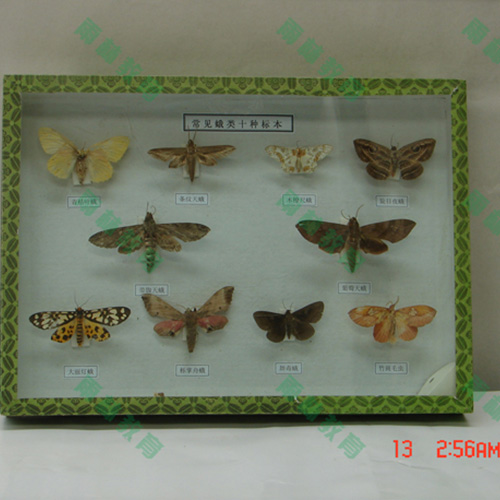 湖南常见昆虫套装标本