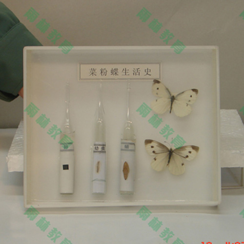 湖南昆虫口器标本