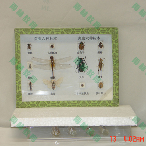 湖南害虫标本