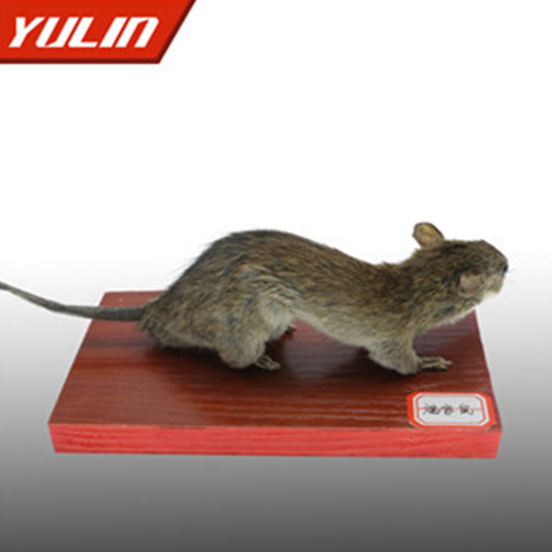 湖南褐家鼠标本