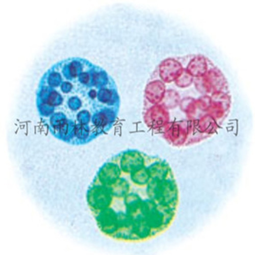 湖南运动系统塑化标本