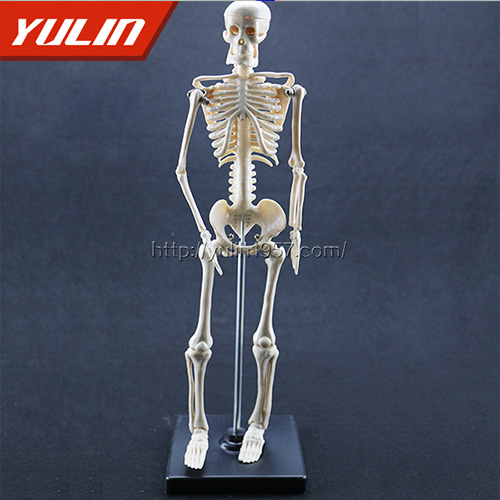 湖南女性全身骨骼模型