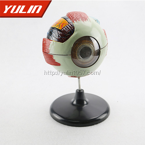 湖南眼球解剖模型