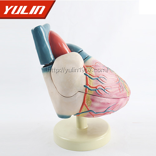 湖南人体心脏复苏模型