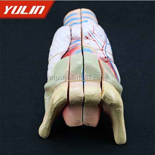 湖南标准全口牙模型