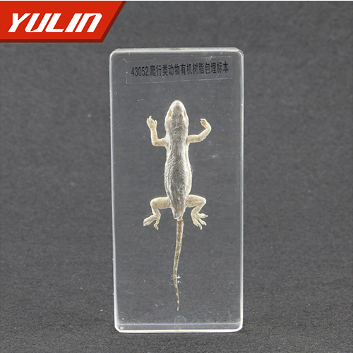 湖南50种爬行类标本