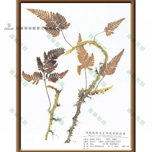 湖南植物学挂图