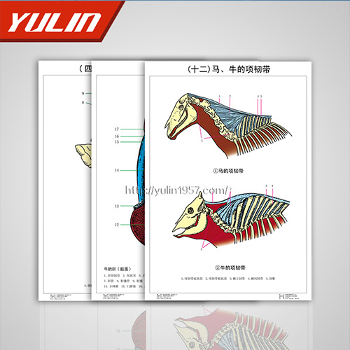 湖南家畜解剖学挂图