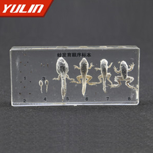 湖南蛙发育顺序包埋标本