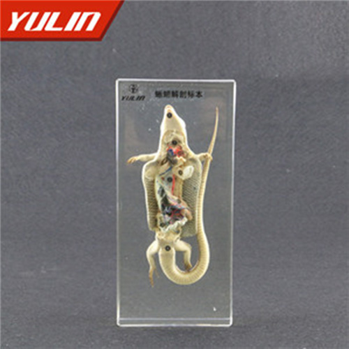 湖南蜥蜴解剖包埋标本