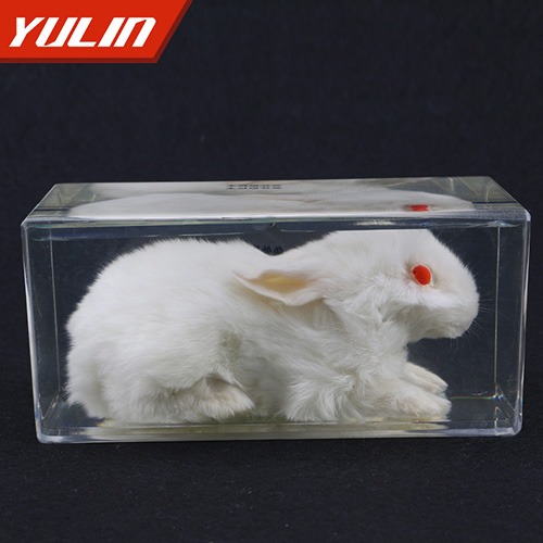 湖南兔外形包埋标本