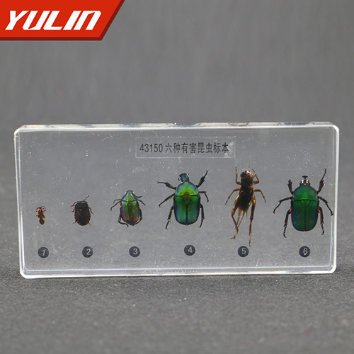 湖南有害昆虫包埋标本
