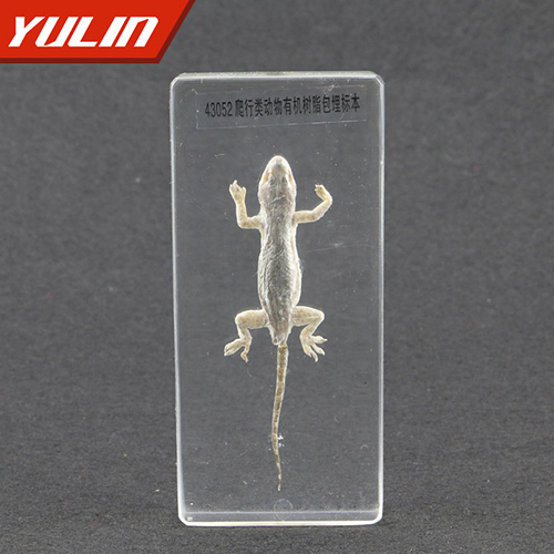 湖南爬行类动物包埋标本