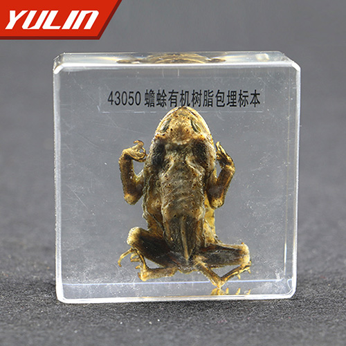 湖南蟾蜍包埋标本