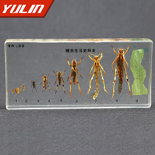 湖南蝗虫生活史包埋标本