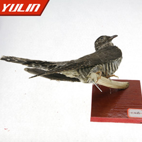 湖南大杜鹃标本