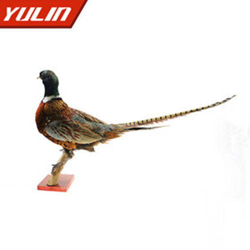 湖南环颈雉雄标本
