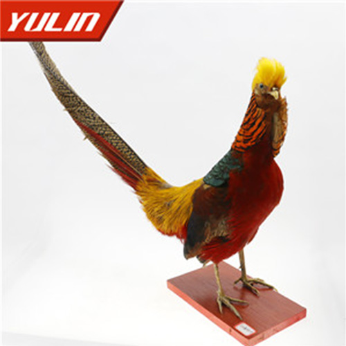 湖南红腹锦鸡标本