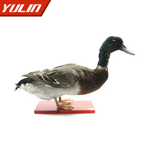 湖南绿头鸭标本