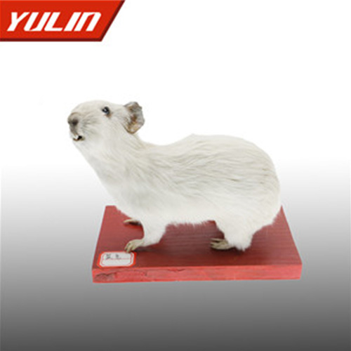 湖南鼠兔标本