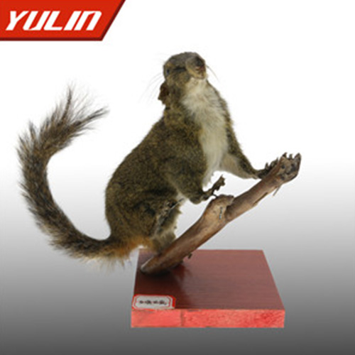 湖南红腹松鼠标本